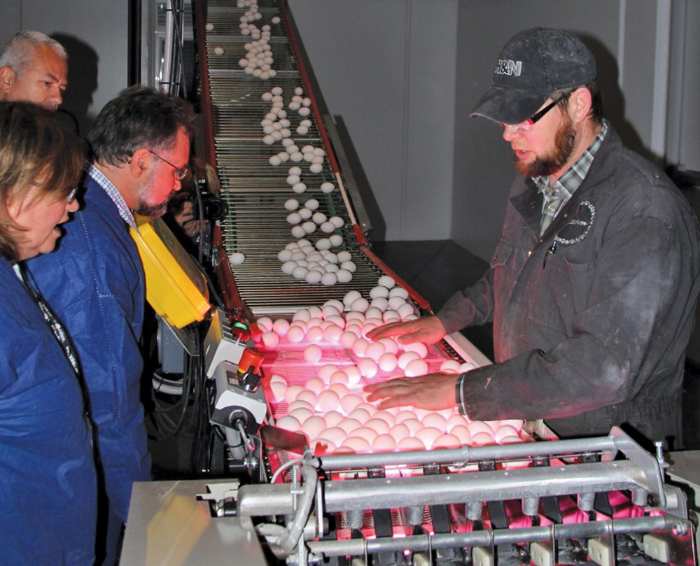 Candling eggs at the Riverbend Hutterite Colony.