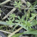 Most of the cleaver plants were still growing, and showed little affects from herbicide application.