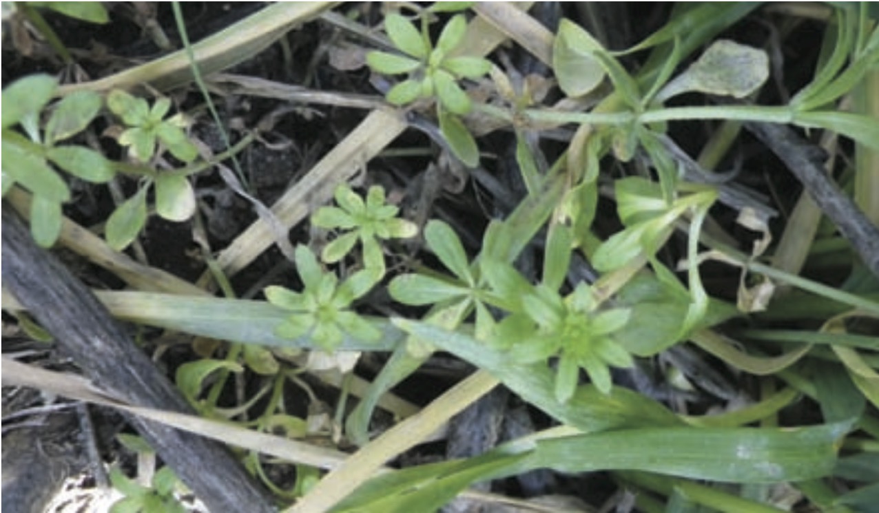 Most of the cleaver plants were still growing, and showed little affects from herbicide application.