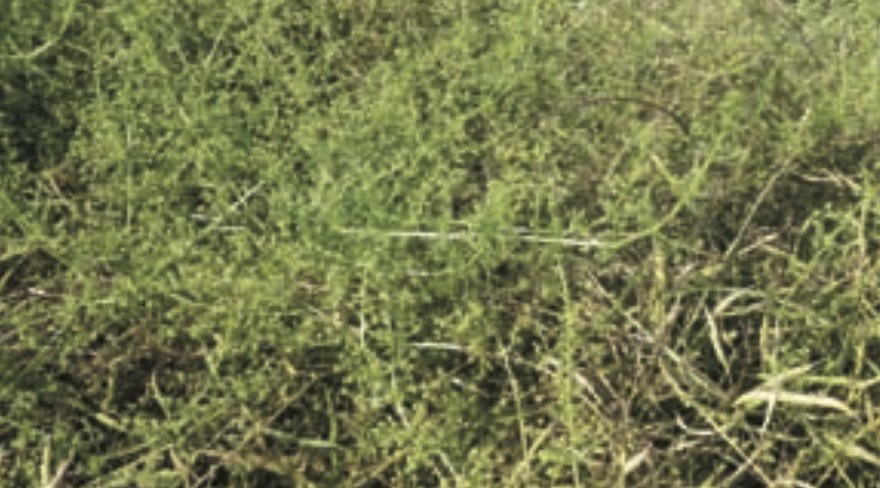 Cleavers were widely distributed through the canola crop, even though Riley had applied a Group 2 herbicide three weeks earlier.