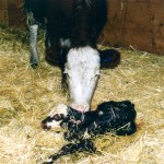 cow and calf