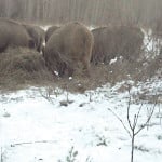 The feral boar issue is a tough problem for many parts of the Prairies, but it’s not unsolvable.