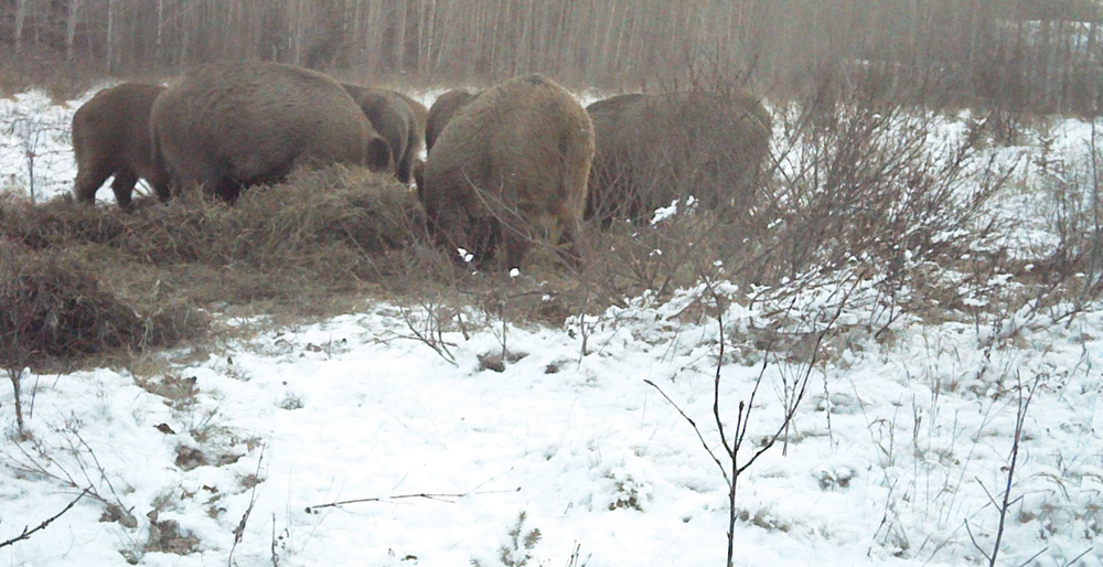 The feral boar issue is a tough problem for many parts of the Prairies, but it’s not unsolvable.