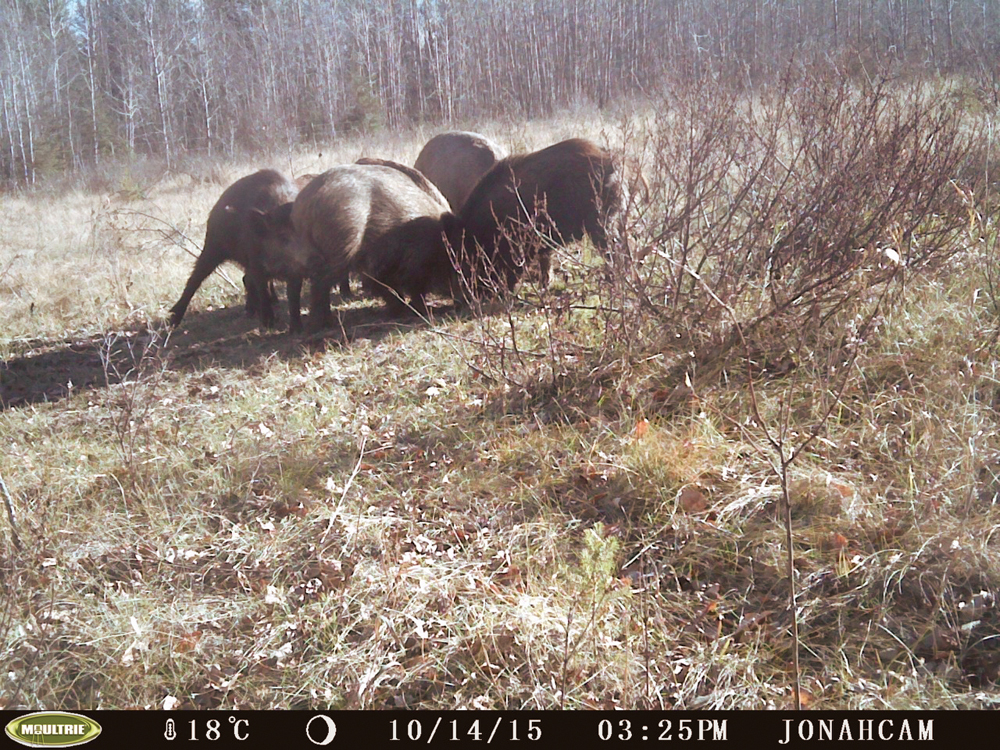 Hicks' first sighting of wild boar on his land.