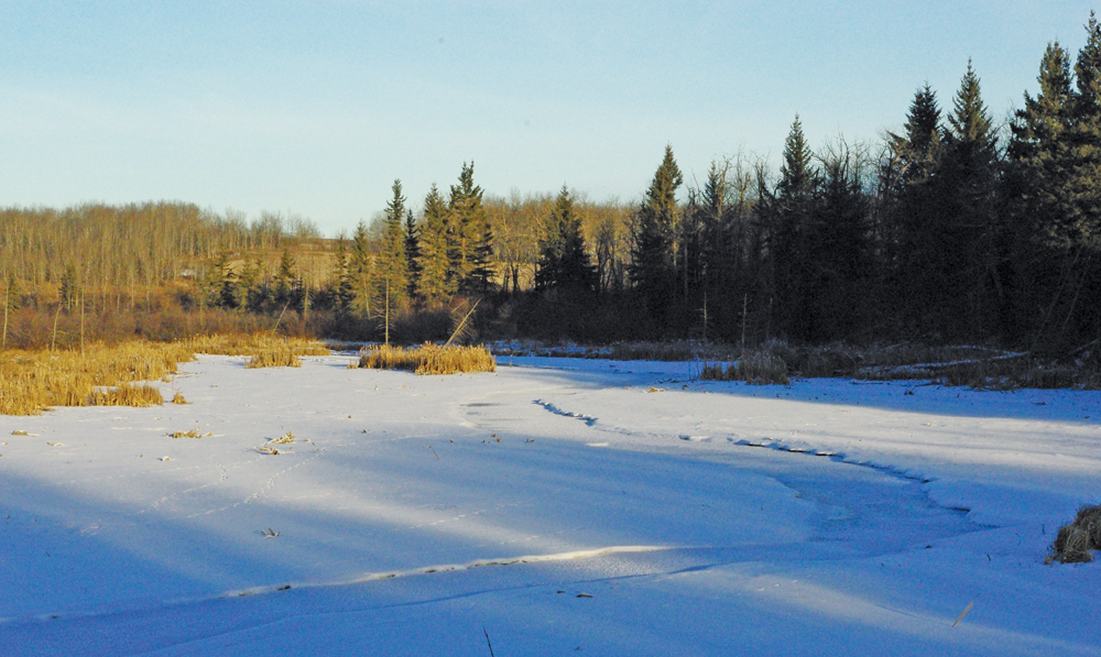 Michael Hicks’ pasture is in rough country with plenty of trees and coulees to provide cover for shrewd pigs. Turtle River also runs through the area.
