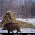 Michael Hicks first realized he had wild boar on his pasture after setting up a game camera over Thanksgiving. After Hicks shot two of the pigs, the rest scattered. But one pig keeps returning. Hicks thinks it lost its mate after the scramble, and is hoping to reunite. Note the long hair.