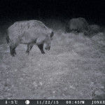 This nightime photo of a wild boar at large was captured by Michael Hicks’ game camera.