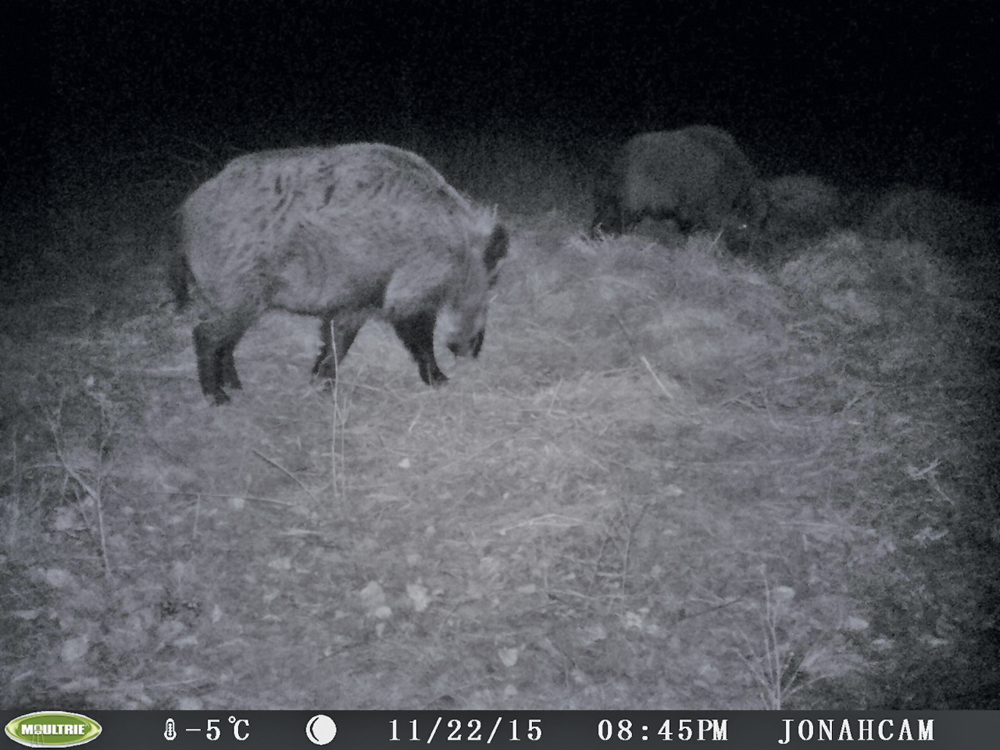 This nightime photo of a wild boar at large was captured by Michael Hicks’ game camera.