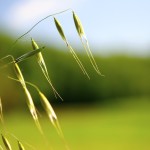 oats