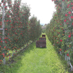 These Super Spindle trees help apple growers increase efficiency and production.