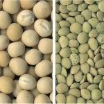Left: CDC Meadow was the most widely grown yellow pea variety in both Saskatchewan and Manitoba in 2015. Right: The most widely grown small green lentil variety grown in 2015 was CDC Imvincible, an imidazolinone (Clearfield) tolerant variety.