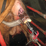 In dealing with a breech birth, this photo shows the proper position of the calf puller, and chains properly attached to the calf’s legs.