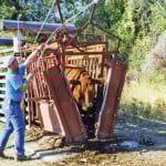 Make sure handling equipment is solid and in good working order before processing cattle.