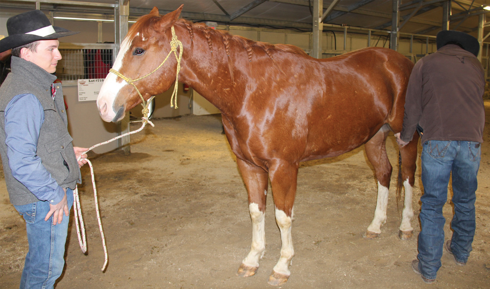 MJ Wowk and his father Miles, run a cow-calf operation near Myrnam, Alta., east of Edmonton, but they also train a few ranch horses. Above, MJ holds the halter on this four-year-old papered Paint horse while veterinarian Ty Corbiell checks out the soundness of the animal before it goes into the ring for the Ranch Horse Sale.