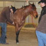 Veterinarian Ty Corbiell, who operates Cor Veterinary Services at Cluny, Alta. east of Calgary, made sure the dozen animals to be auctioned at the Ranch Horse Sale were all physically sound and in good health. With stethoscope in place, he didn’t miss a beat.