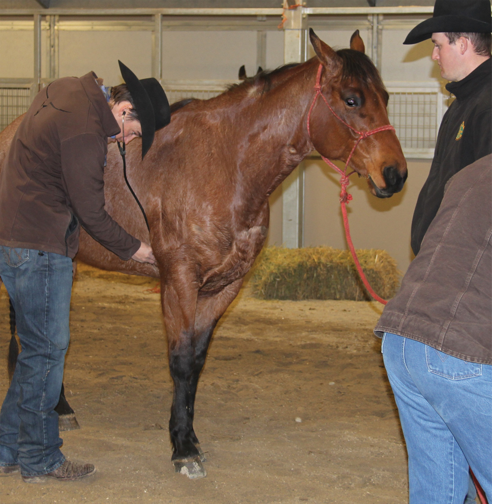 Veterinarian Ty Corbiell, who operates Cor Veterinary Services at Cluny, Alta. east of Calgary, made sure the dozen animals to be auctioned at the Ranch Horse Sale were all physically sound and in good health. With stethoscope in place, he didn’t miss a beat. 
