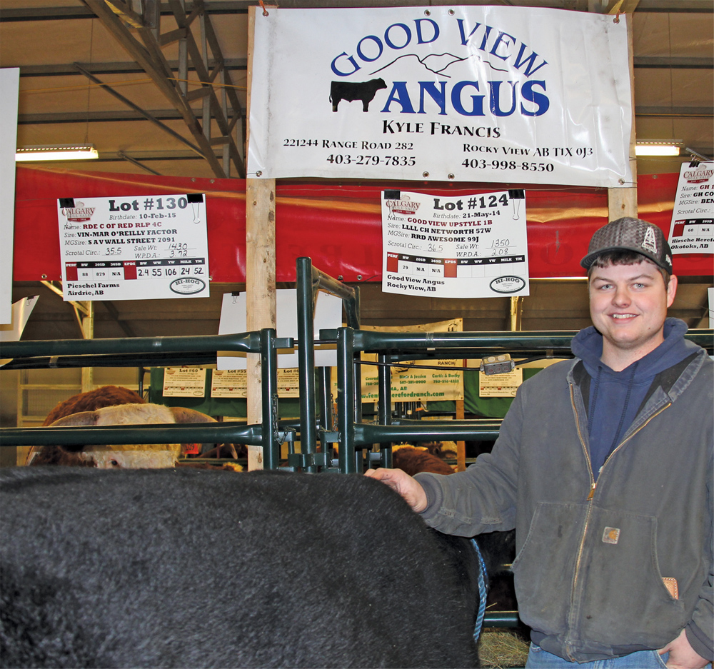 He’s not the biggest beef operator
in the country, but Kyle Francis, 24, says he is working on building his purebred Goodview Angus herd. Born and raised on the family farm at Indus, just east of Calgary, Francis says he started raising cattle when he was nine. Although he only has eight head, he is planning to take the proceeds from the sale of this long- yearling Black Angus bull and buy some bred heifers.