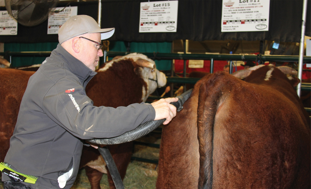 Fitting cattle for the show ring is a detailed operation, says Mike Panasiuk, with Church Ranches, who was getting these two-year-old bulls ready for the show and sale ring at the Calgary Bull Sale. He used a blow dryer and a few strokes of the comb to get hairs of the hide lying just the right way, along with a prayer that nobody lays down and ruins the look before show time.