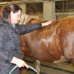 Lorne and Megan Davey run a 200-head commercial cow-calf ranch and small backgrounding operation near Wilkie, Sask., but they also train a few ranch and performance horses as well. This seven-year-old Palomino passed its physical and was being washed and groomed for the Ranch Horse Sale at the Calgary Bull Sale. Lorne is also general manager of West Central Pelleting Ltd at Wilkie.