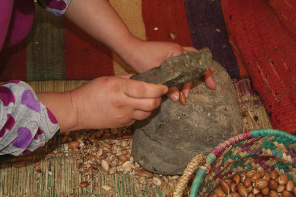 The kernels are extracted from the goat dung by hand.