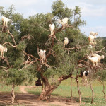 goats in trees