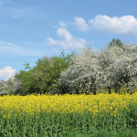 It will be a long time before Swiss canola will be genetically modified.