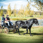Bill Humeny driving his Canadian stallion at a riding event at Crickle Creek near Saskatoon.