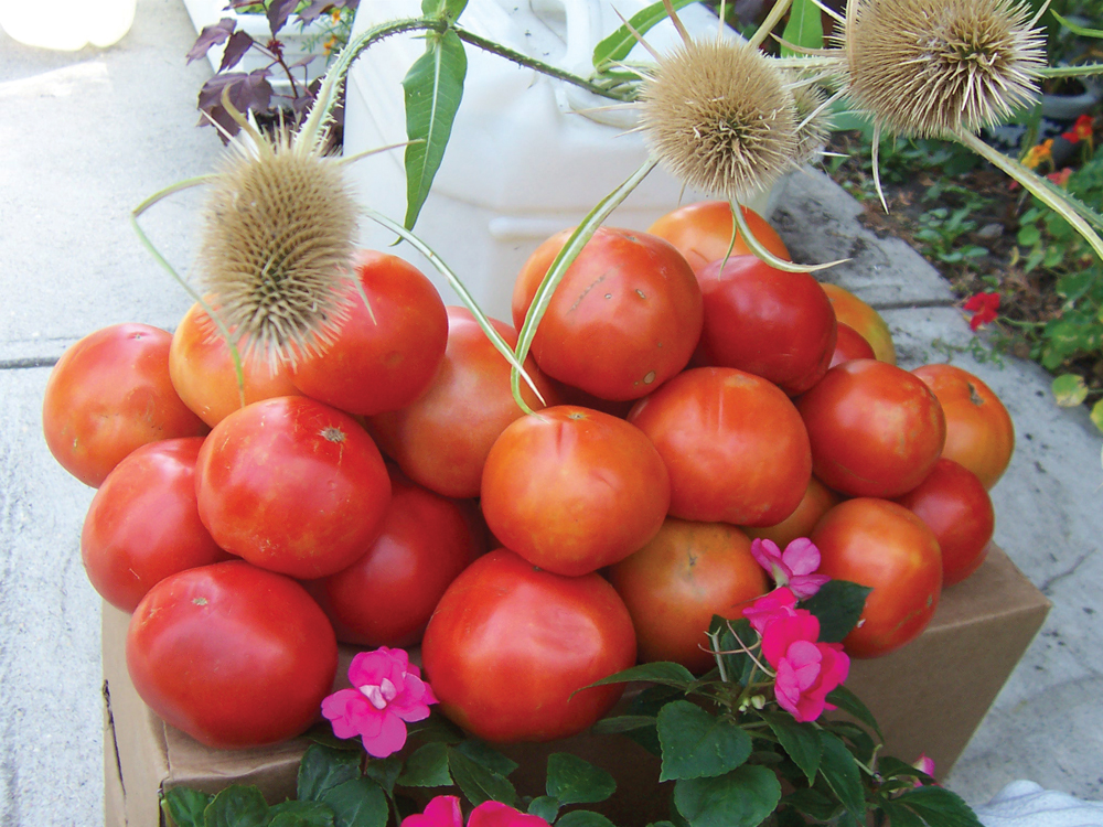 Ornamental German thistles hover over an overflowing box of firm and meaty, unblemished Big Beef slicing tomatoes, while impatiens, patiently complete this command performance of colour and contrast with their touch of mystic rosy pink. 