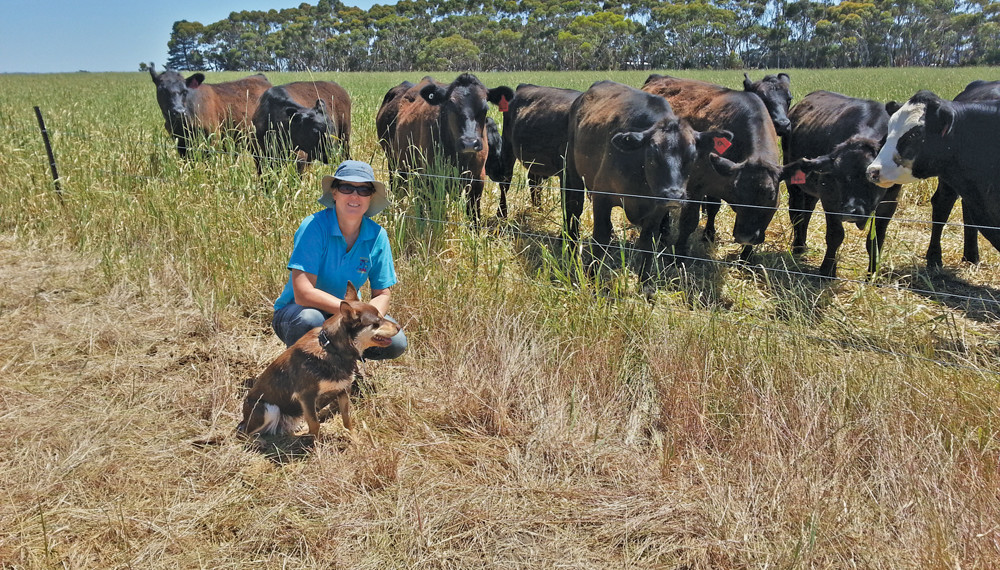 Helen, with Tess and steers in the background on a pasture of Holdfast phalaris GT (grazing tolerance), a variety of reed canary grass more suitable for grazing.