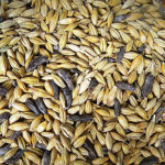 These black kernels are ergot in barley, but the disease found in most cereals, can also infect wheatgrass, brome, wild rye and other wild grasses.