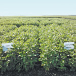 The University of Manitoba has been conducting trials on soybean’s phosphorus uptake.