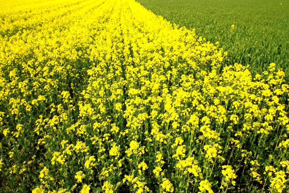 Rape field, canola crops
