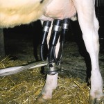 Reviewing dairy records can point to somatic cell count fix
