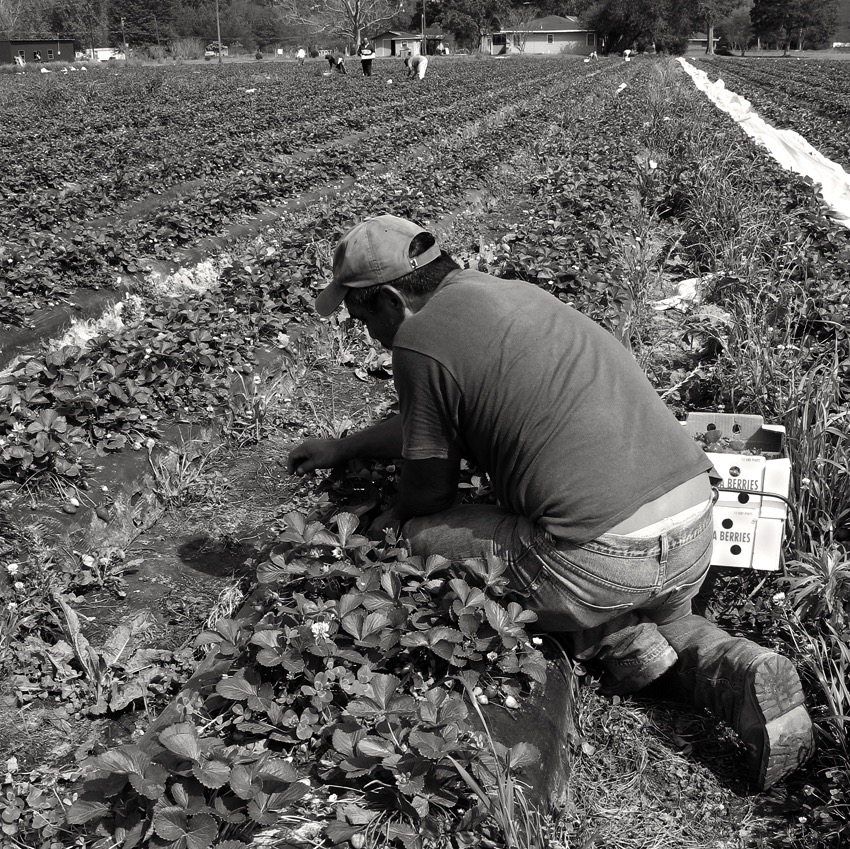 Strawberry Picker