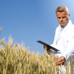 researcher in wheat field