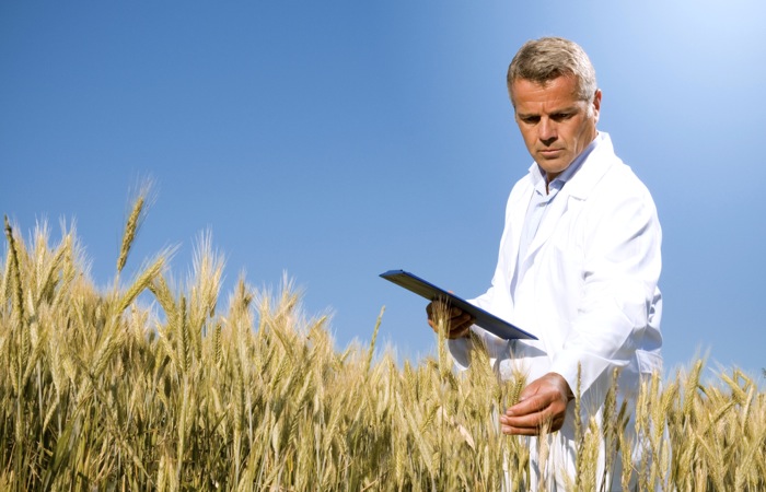 researcher in wheat field