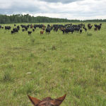 I took this photo when we tried to move the herd to a different part of the pasture. They calmly arrived at their destination, then ran in a big circle, back to where we had started. It was weird. I think they thought they were escaping.