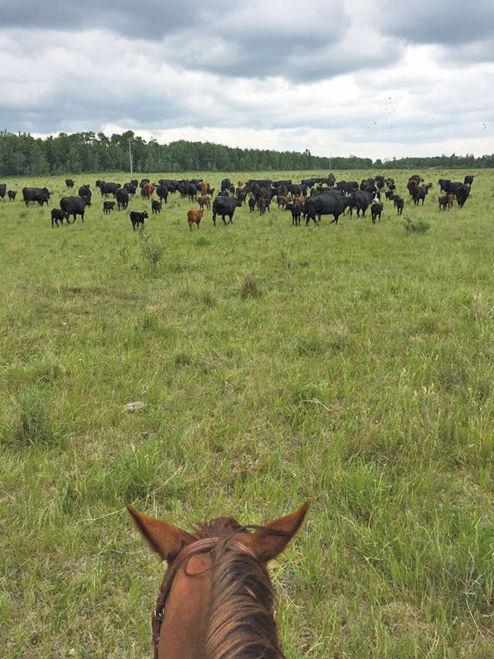 I took this photo when we tried to move the herd to a different part of the pasture. They calmly arrived at their destination, then ran in a big circle, back to where we had started. It was weird. I think they thought they were escaping.
