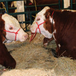 One of the Lamport Farms polled Herefords at the Calgary Bull sale