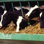 Dairy Corner: Tips for preventing selective eating