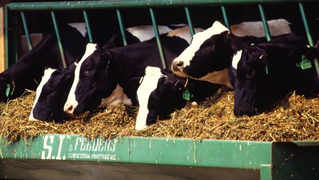 Dairy Corner: Tips for preventing selective eating