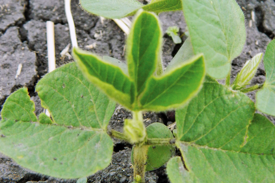 Set your soybeans up for success