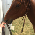 horse
