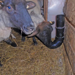 These sheep have figured out the black plastic pipe on the wall holds minerals.