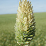 The top one-third of the canaryseed plant heads were turning white and not filling.