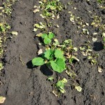 volunteer canola