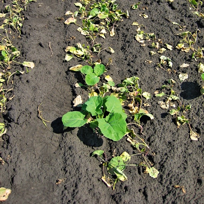 volunteer canola