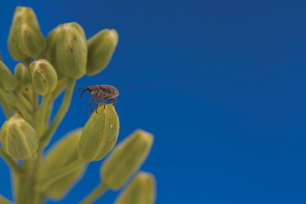 Early on, cabbage seedpod weevils will be most prevalent at the edge of fields.