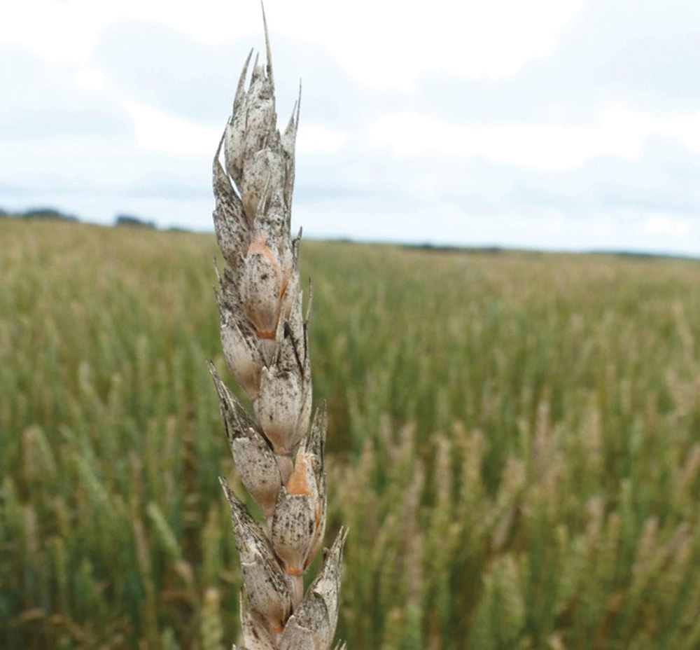 fusarium