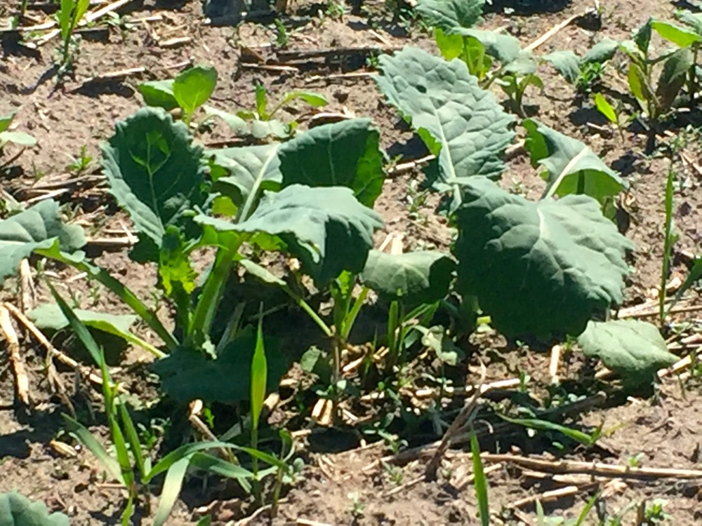 Canola east of Livelong on June 8. Much of the canola in the area has outgrown the stage that it’s vulnerable to flea beetles, says a local ag retailer.